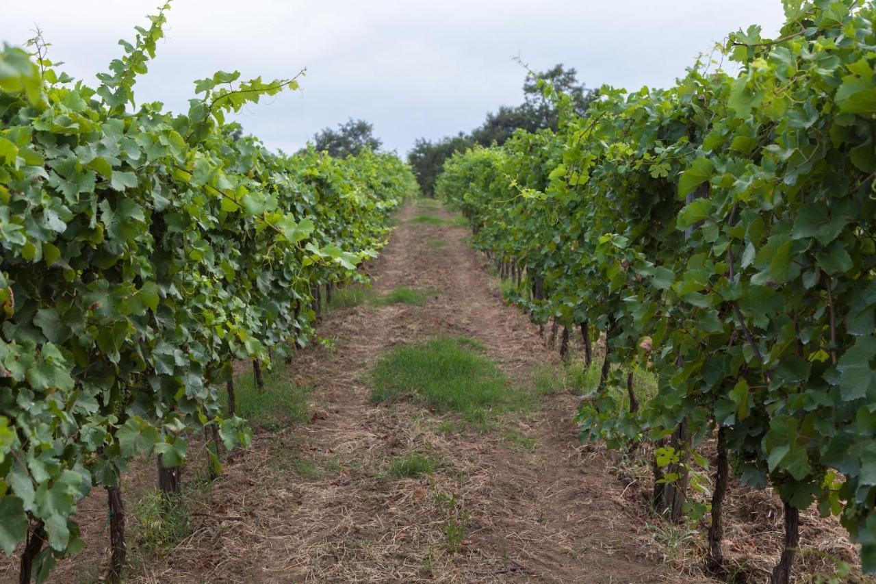 Podere Delle Rose Torre San Severo 외부 사진