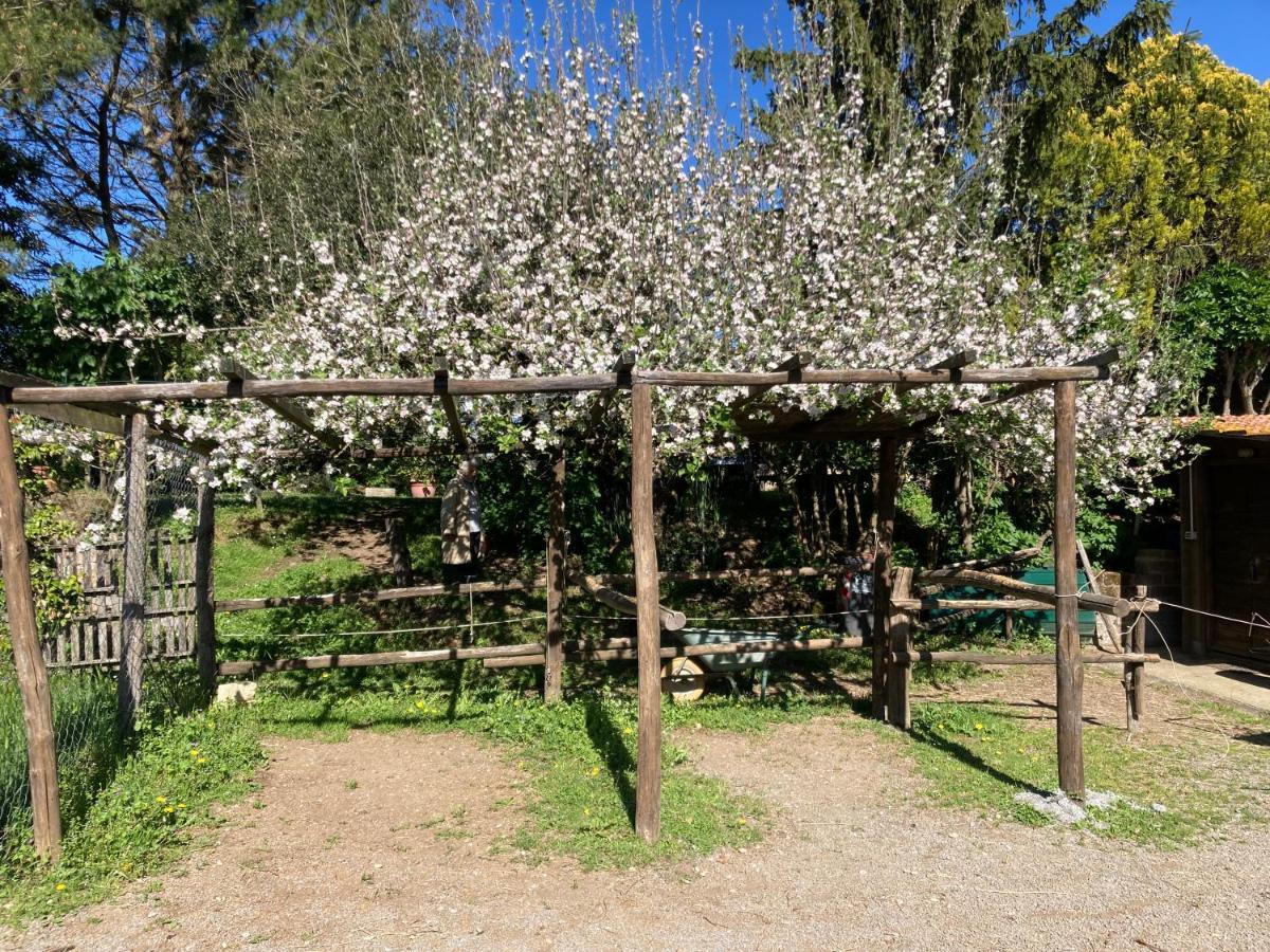 Podere Delle Rose Torre San Severo 외부 사진